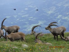 steinbocke rosenboden 03